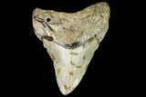 Fossil Megalodon Tooth - North Carolina #109536-1